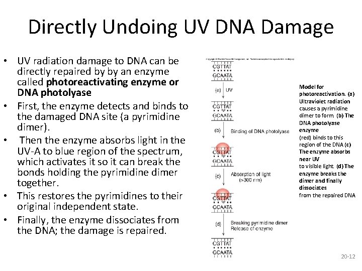 Directly Undoing UV DNA Damage • UV radiation damage to DNA can be directly