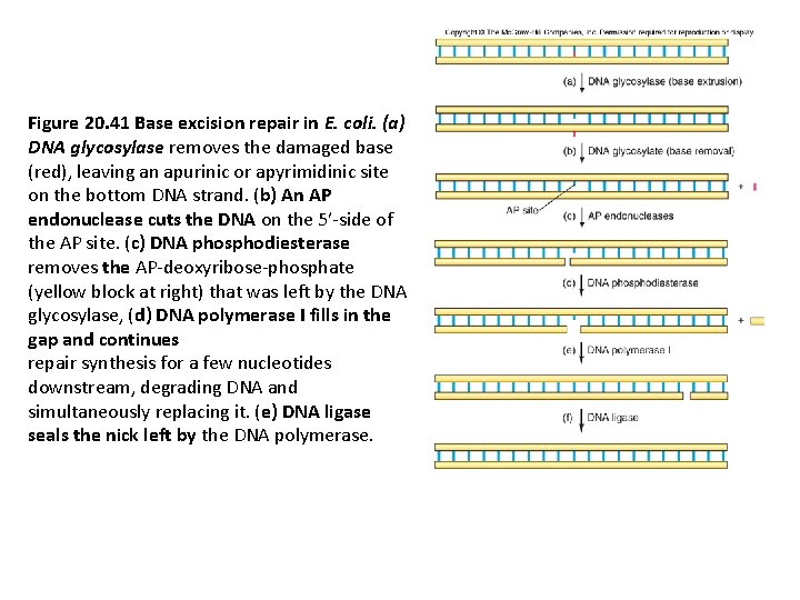 Figure 20. 41 Base excision repair in E. coli. (a) DNA glycosylase removes the