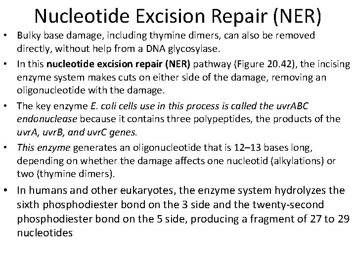 Nucleotide Excision Repair (NER) • Bulky base damage, including thymine dimers, can also be