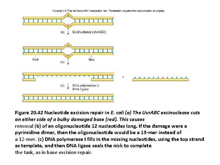 Figure 20. 42 Nucleotide excision repair in E. coli (a) The Uvr. ABC excinuclease