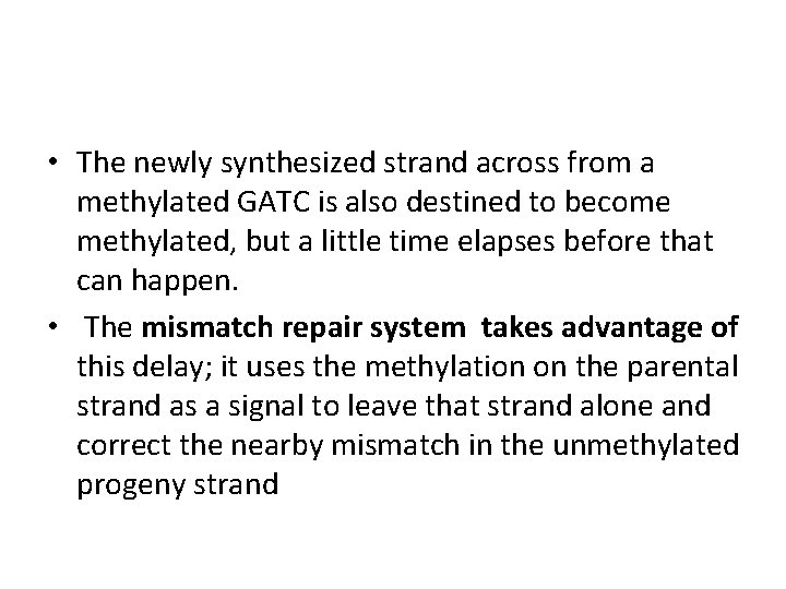  • The newly synthesized strand across from a methylated GATC is also destined