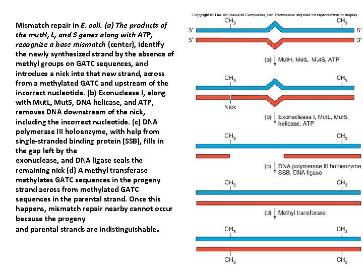 Mismatch repair in E. coli. (a) The products of the mut. H, L, and