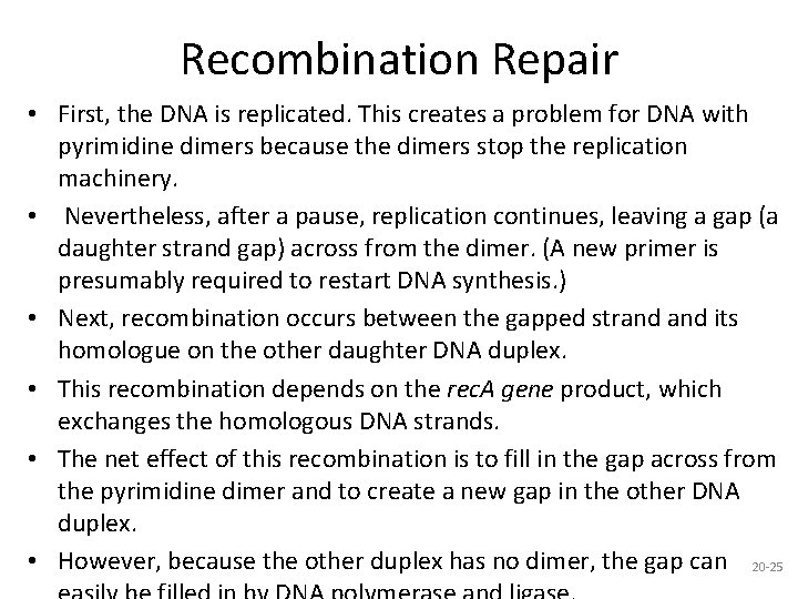 Recombination Repair • First, the DNA is replicated. This creates a problem for DNA