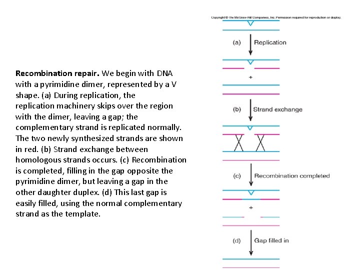 Recombination repair. We begin with DNA with a pyrimidine dimer, represented by a V