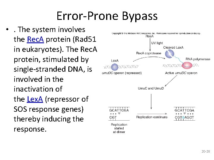 Error-Prone Bypass • . The system involves the Rec. A protein (Rad 51 in