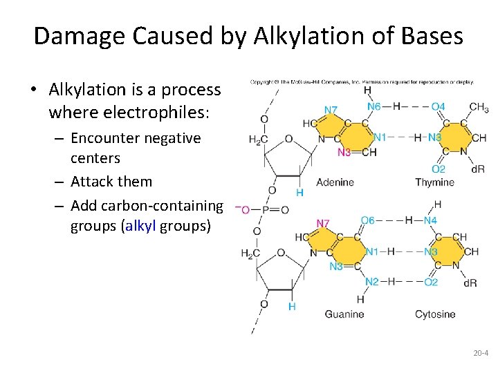 Damage Caused by Alkylation of Bases • Alkylation is a process where electrophiles: –