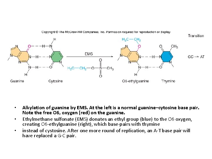  • • • Alkylation of guanine by EMS. At the left is a