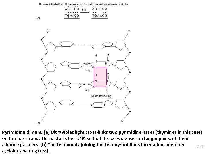 Pyrimidine dimers. (a) Ultraviolet light cross-links two pyrimidine bases (thymines in this case) on