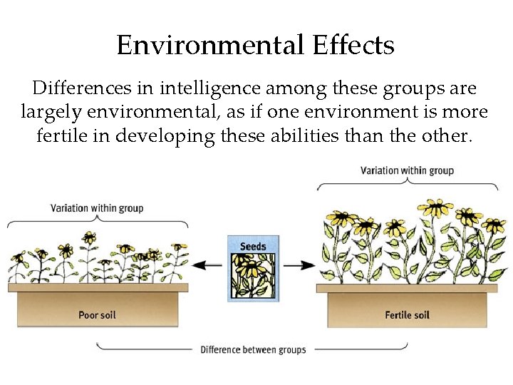 Environmental Effects Differences in intelligence among these groups are largely environmental, as if one Environmental Effects Differences in intelligence among these groups are largely environmental, as if one
