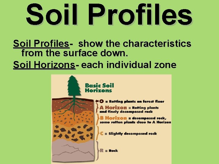 Soil Profiles- show the characteristics from the surface down. Soil Horizons- each individual zone