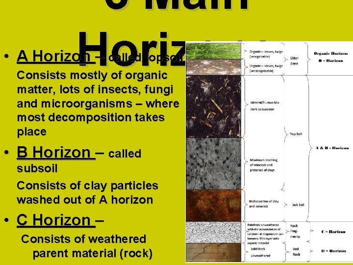 3 Main Horizons • A Horizon – called topsoil Consists mostly of organic matter,