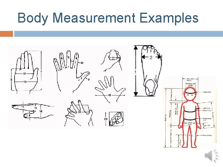 Body Measurement Examples 