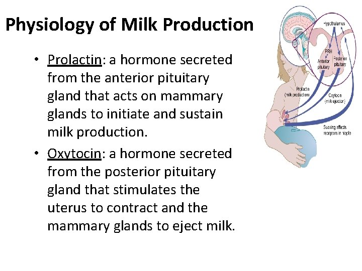 Physiology of Milk Production • Prolactin: a hormone secreted from the anterior pituitary gland
