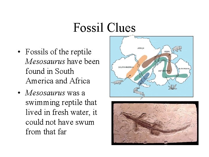 Fossil Clues • Fossils of the reptile Mesosaurus have been found in South America