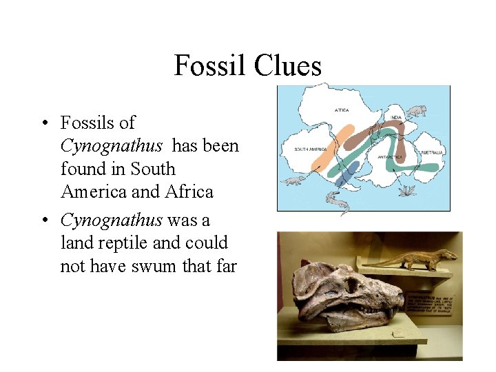 Fossil Clues • Fossils of Cynognathus has been found in South America and Africa
