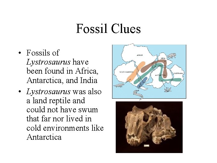 Fossil Clues • Fossils of Lystrosaurus have been found in Africa, Antarctica, and India