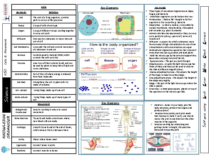 Key Diagrams ü Unicellular organisms can be broken into two: ü Prokaryotes - (‘before