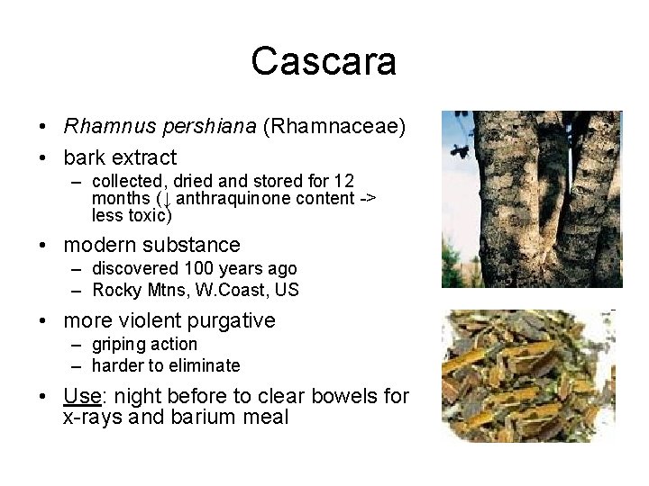 Cascara • Rhamnus pershiana (Rhamnaceae) • bark extract – collected, dried and stored for