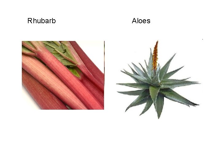 Rhubarb Aloes 