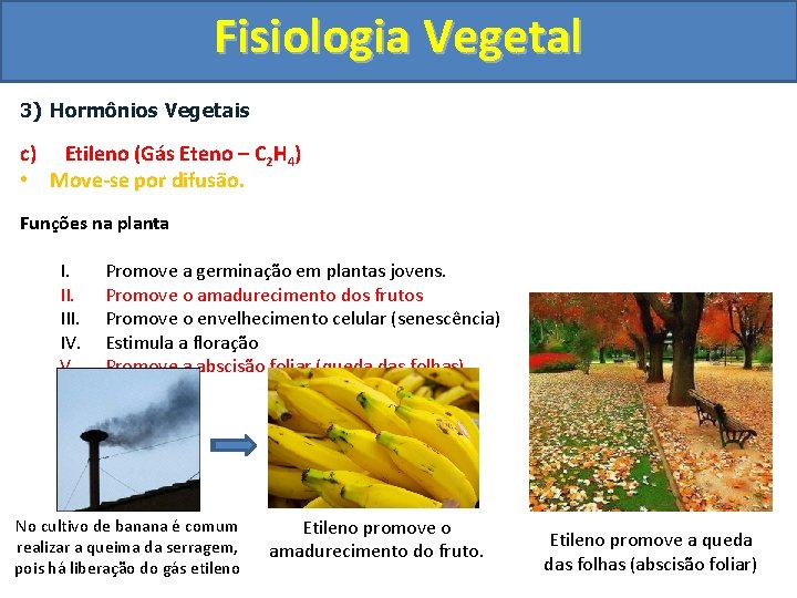 Fisiologia Vegetal 3) Hormônios Vegetais c) Etileno (Gás Eteno – C 2 H 4)