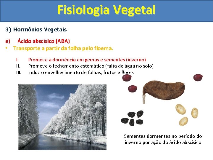 Fisiologia Vegetal 3) Hormônios Vegetais e) Ácido abscísico (ABA) • Transporte a partir da