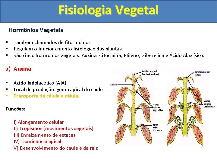 Fisiologia Vegetal Hormônios Vegetais § § § Também chamados de fitormônios. Regulam o funcionamento