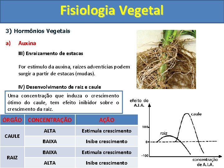 Fisiologia Vegetal 3) Hormônios Vegetais a) Auxina III) Enraizamento de estacas Por estímulo da