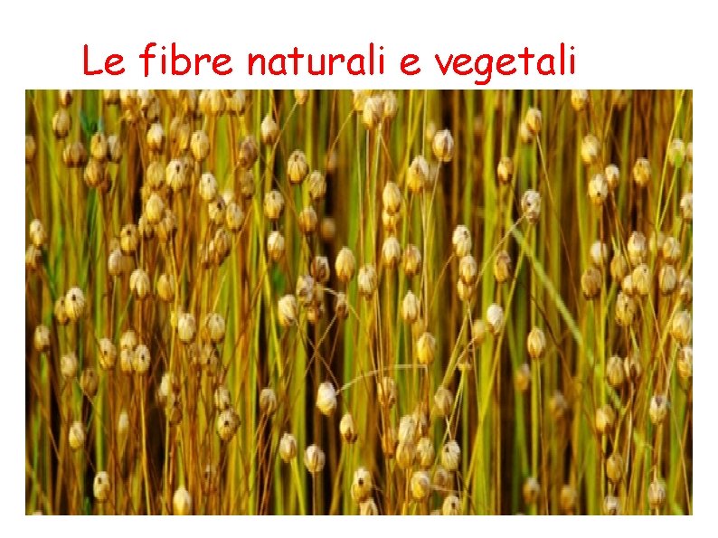 Le fibre naturali e vegetali 