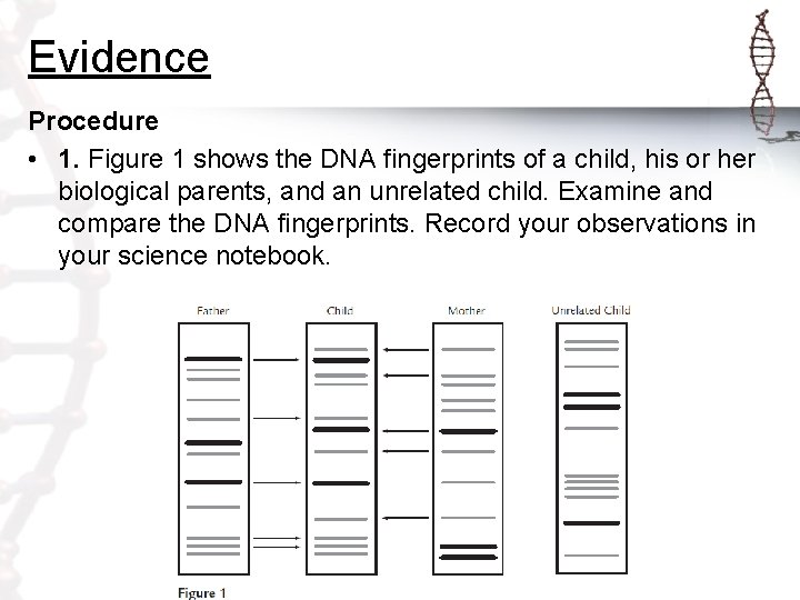 Evidence Procedure • 1. Figure 1 shows the DNA fingerprints of a child, his