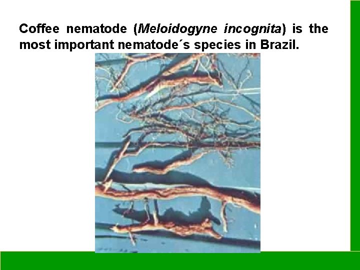 Coffee nematode (Meloidogyne incognita) is the most important nematode´s species in Brazil. 