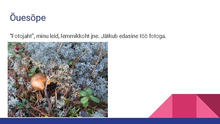 Õuesõpe “Fotojaht”, minu leid, lemmikkoht jne. Jätkub edasine töö fotoga. 