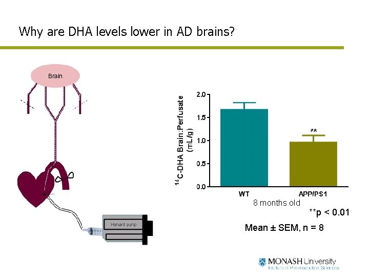 Why are DHA levels lower in AD brains? 8 months old **p < 0.