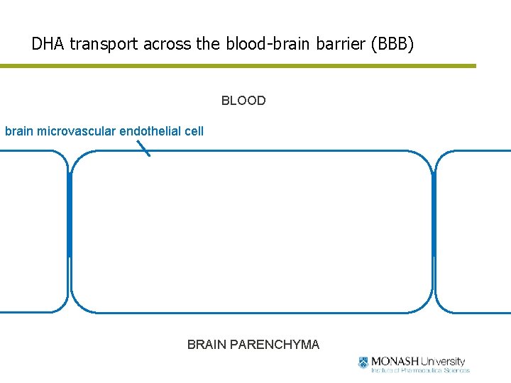 DHA transport across the blood-brain barrier (BBB) BLOOD brain microvascular endothelial cell BRAIN PARENCHYMA