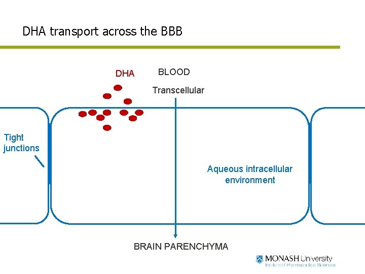 DHA transport across the BBB DHA Paracellular BLOOD Transcellular Tight junctions Aqueous intracellular environment
