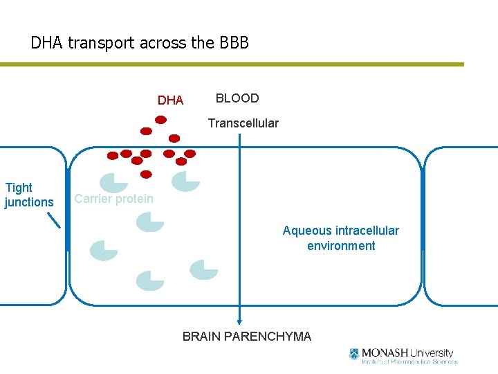 DHA transport across the BBB DHA Paracellular Tight junctions BLOOD Transcellular Carrier protein Aqueous