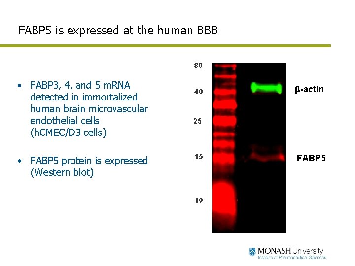 FABP 5 is expressed at the human BBB • FABP 3, 4, and 5