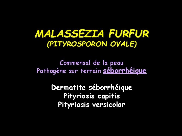 MALASSEZIA FURFUR (PITYROSPORON OVALE) Commensal de la peau Pathogène sur terrain séborrhéique Dermatite séborrhéique