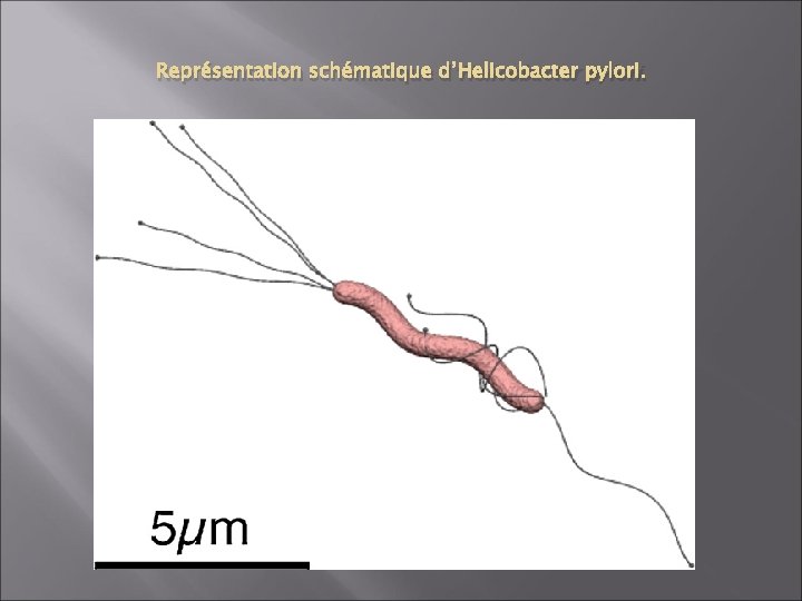 Représentation schématique d’Helicobacter pylori. 