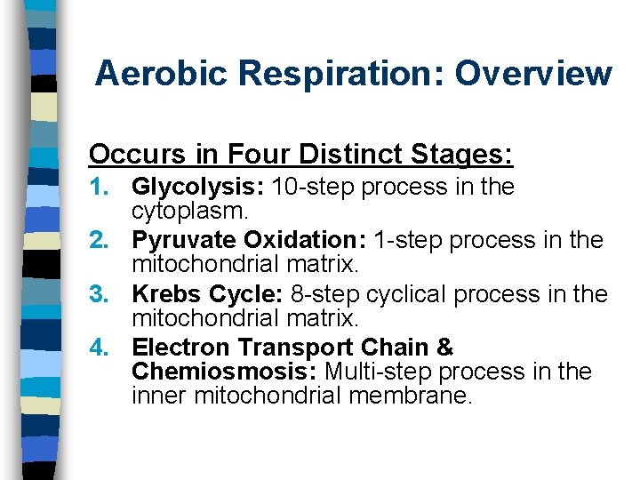 Aerobic Respiration: Overview Occurs in Four Distinct Stages: 1. Glycolysis: 10 -step process in