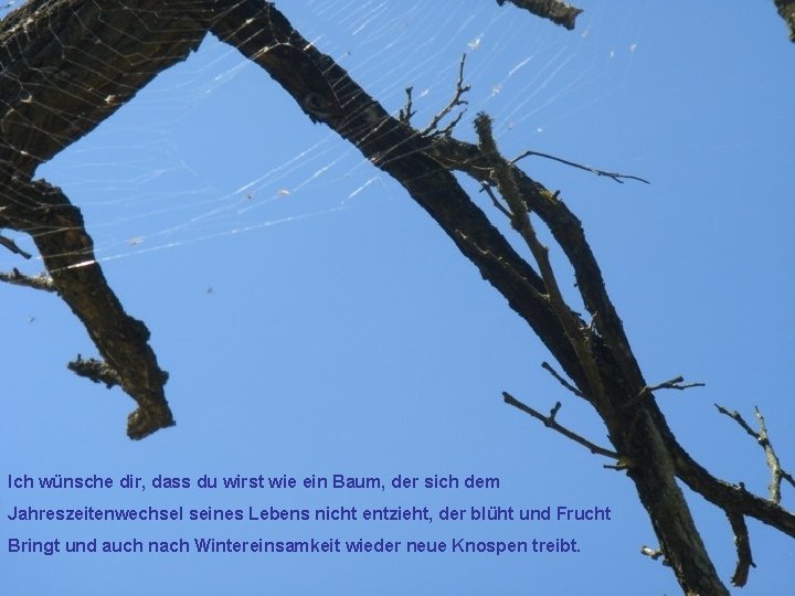 Ich wünsche dir, dass du wirst wie ein Baum, der sich dem Jahreszeitenwechsel seines