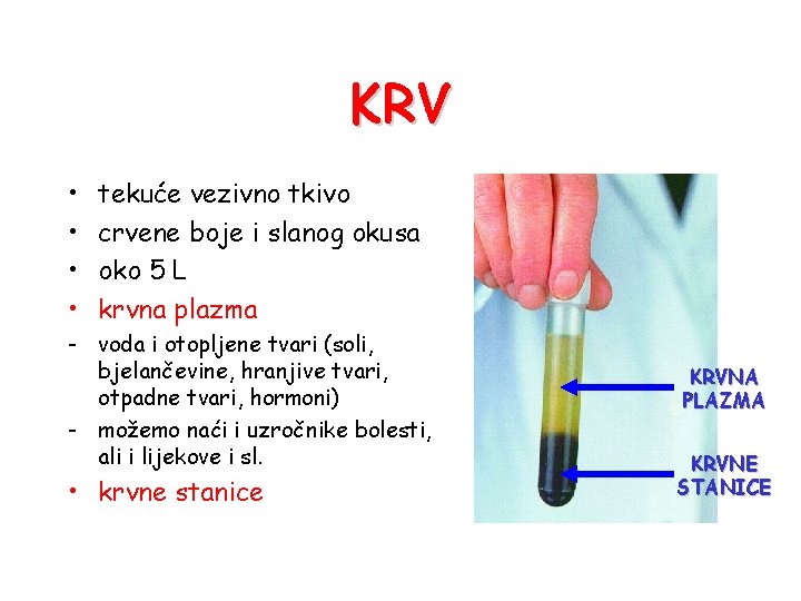 KRV • • tekuće vezivno tkivo crvene boje i slanog okusa oko 5 L