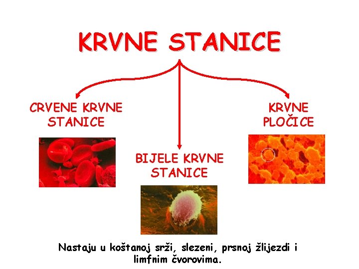 KRVNE STANICE CRVENE KRVNE STANICE KRVNE PLOČICE BIJELE KRVNE STANICE Nastaju u koštanoj srži,