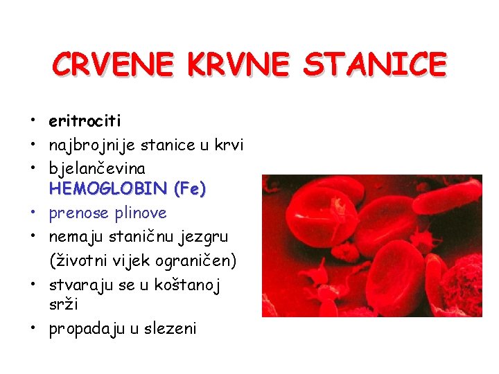 CRVENE KRVNE STANICE • eritrociti • najbrojnije stanice u krvi • bjelančevina HEMOGLOBIN (Fe)