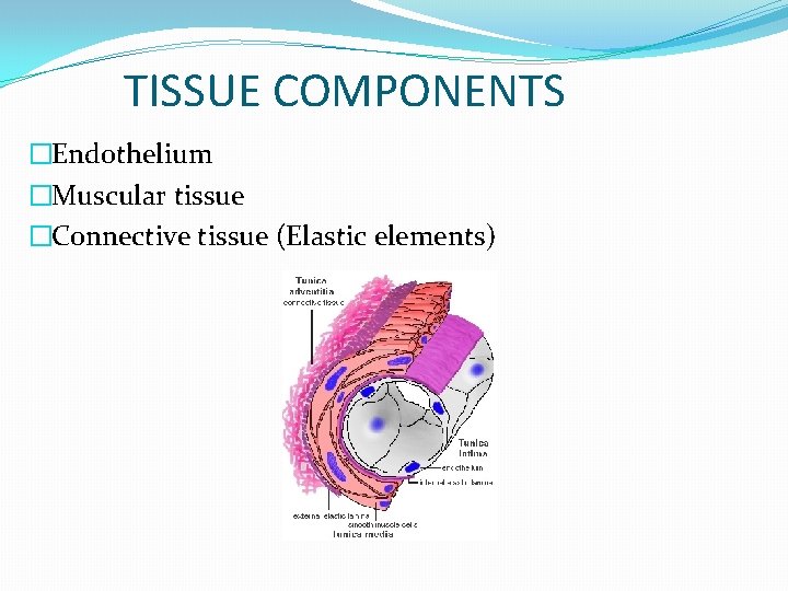 TISSUE COMPONENTS �Endothelium �Muscular tissue �Connective tissue (Elastic elements) TISSUE COMPONENTS �Endothelium �Muscular tissue �Connective tissue (Elastic elements)