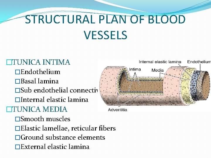 STRUCTURAL PLAN OF BLOOD VESSELS �TUNICA INTIMA �Endothelium �Basal lamina �Sub endothelial connective tissue STRUCTURAL PLAN OF BLOOD VESSELS �TUNICA INTIMA �Endothelium �Basal lamina �Sub endothelial connective tissue