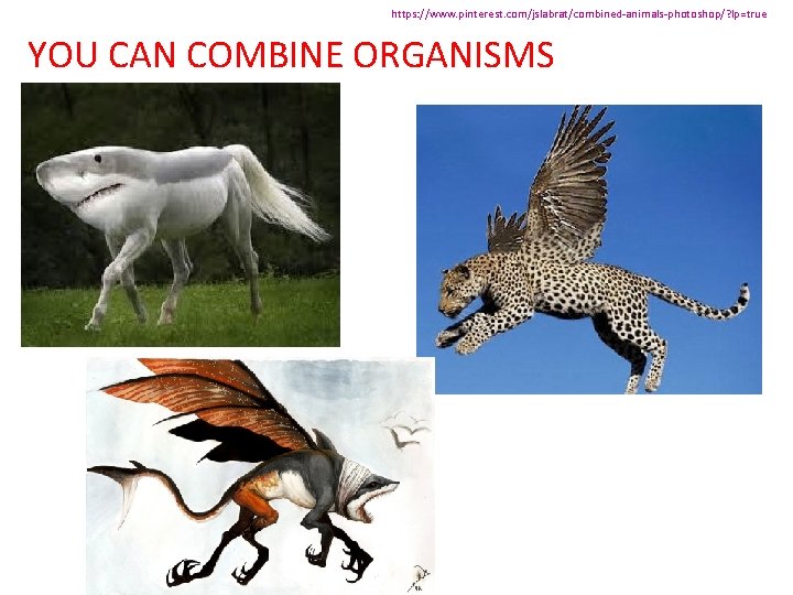 https: //www. pinterest. com/jslabrat/combined-animals-photoshop/? lp=true YOU CAN COMBINE ORGANISMS 