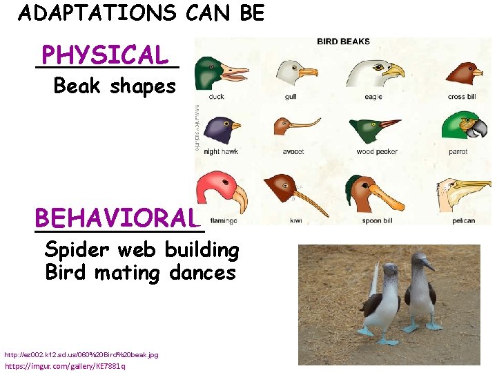 ADAPTATIONS CAN BE PHYSICAL ______ Beak shapes BEHAVIORAL _______ Spider web building Bird mating
