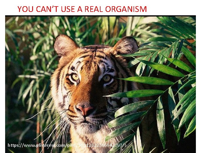 YOU CAN’T USE A REAL ORGANISM https: //www. pinterest. com/pin/258112622366642093/ 