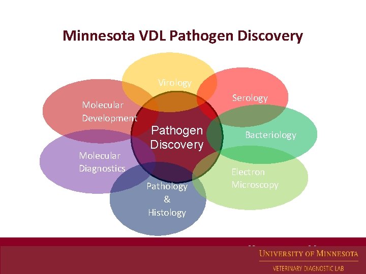 Minnesota VDL Pathogen Discovery Virology Molecular Development Molecular Diagnostics Serology Pathogen Discovery Pathology &