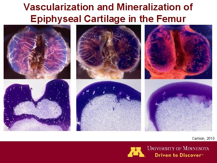 Vascularization and Mineralization of Epiphyseal Cartilage in the Femur Carlson, 2010 